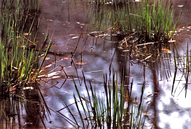 Sumpfgew&auml;chse - Sumpfpflanzen - Wasserpflanzen