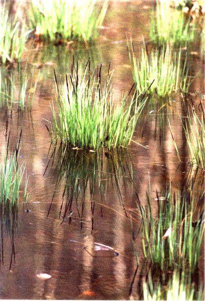 Sumpfgew&auml;chse - Sumpfpflanzen - Wasserpflanzen