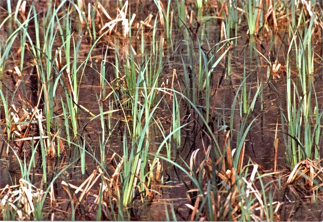 Sumpfgew&auml;chse - Sumpfpflanzen - Wasserpflanzen