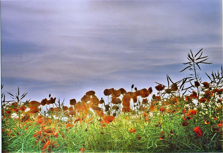 Pflanzen - Blumen - Felder - Wiesen