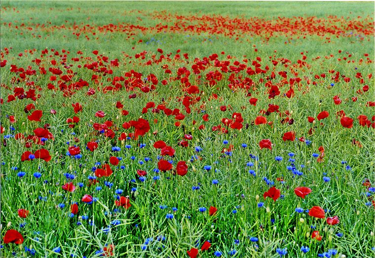 Pflanzen - Blumen - Felder - Wiesen