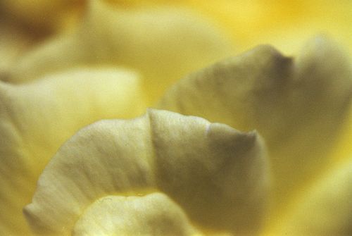 Bluuml;tenbl&auml;tter