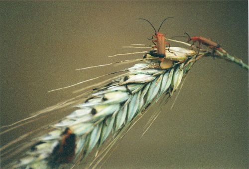 Blüten - Pflanzen - Insekten - Natur