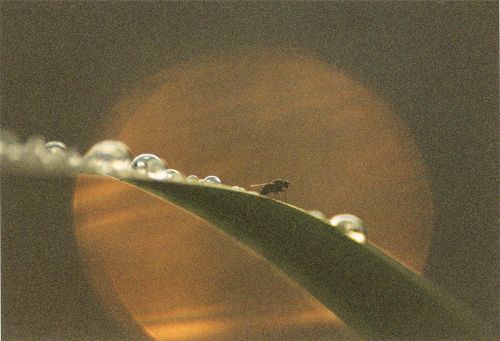 Blüten - Pflanzen - Insekten - Natur