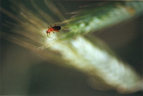 Blüten - Pflanzen - Insekten - Natur