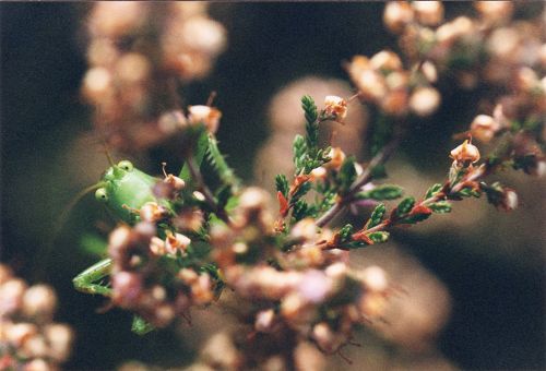 Blüten - Pflanzen - Insekten - Natur