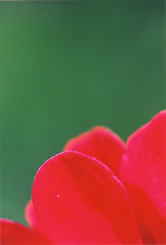 Blüten - Pflanzen - Insekten - Natur