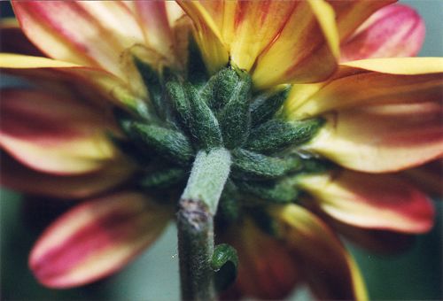 Blüten - Pflanzen - Insekten - Natur
