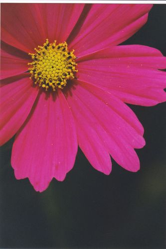 Blüten - Pflanzen - Insekten - Natur