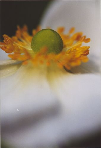 Blüten - Pflanzen - Insekten - Natur