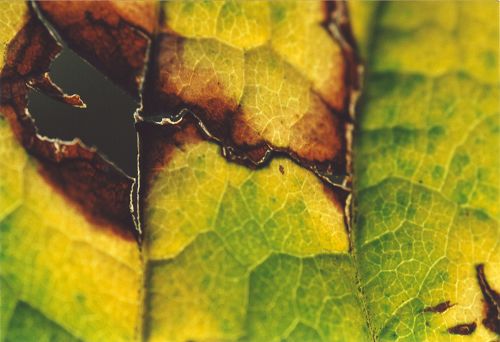 Blüten - Pflanzen - Insekten - Natur