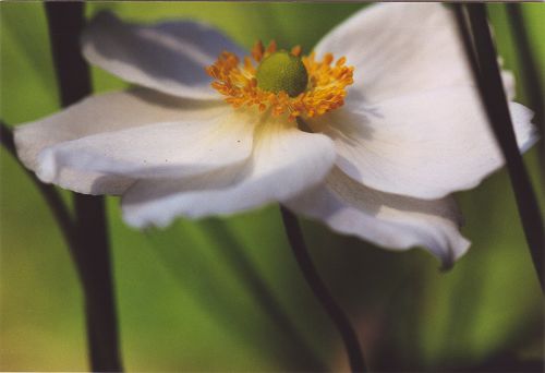 Bl&uuml;ten - Pflanzen - Insekten - Natur