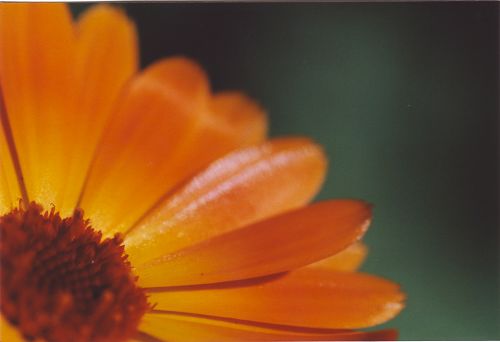 Bl&uuml;ten - Pflanzen - Insekten - Natur