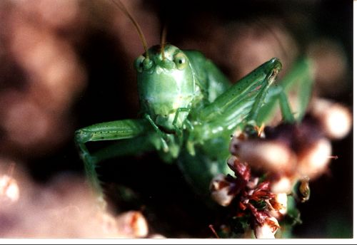Grash&uuml;pfer - Heuschrecke