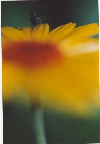 Ringelblume mit Insekt