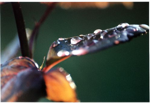 Bl&auml;tter - Insekten - Bl&uuml;ten - Pflanzen - Natur - Gew&auml;chse