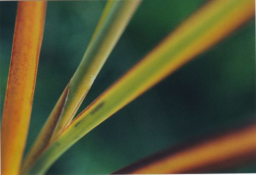 Halme - Insekten - Bl&uuml;ten - Pflanzen - Natur - Gew&auml;chse