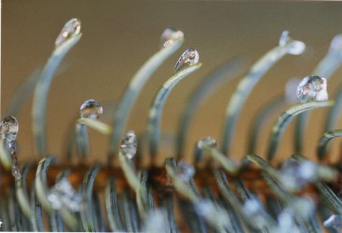 Tannenzweig mit gefrorenen Wassertropfen
