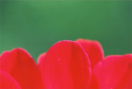 Blütenblätter - Insekten - Blüten - Pflanzen - Natur - Gewächse
