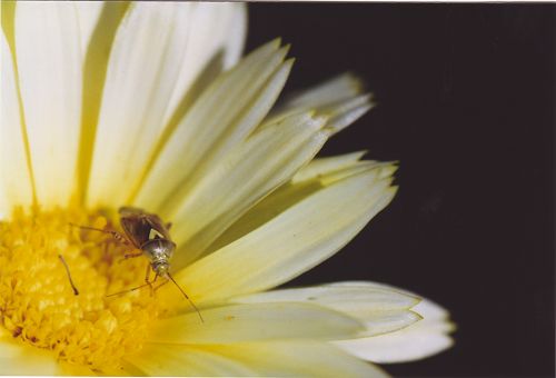 Gerbera