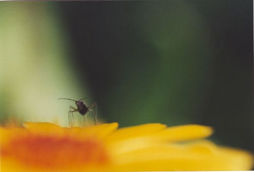 Ringelblume