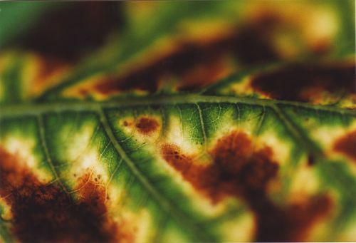 Blumen - Bl&uuml;ten - Pflanzen - Insekten - Natur