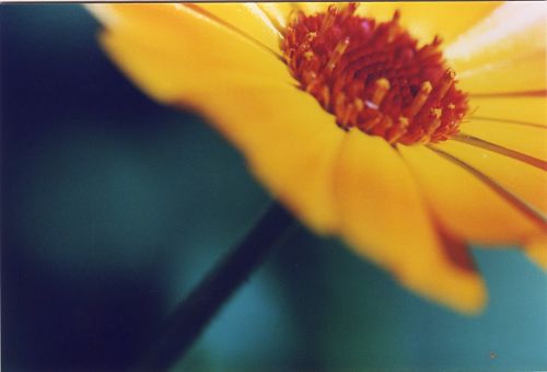 Blumen - Bl&uuml;ten - Pflanzen - Insekten - Natur