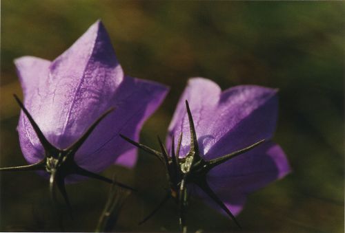 Blumen - Bl&uuml;ten - Pflanzen - Insekten - Natur