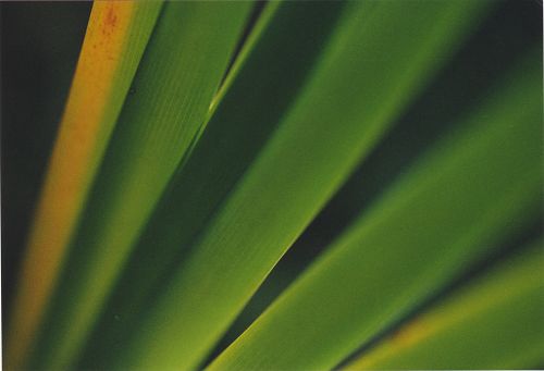 Blumen - Bl&uuml;ten - Pflanzen - Insekten - Natur