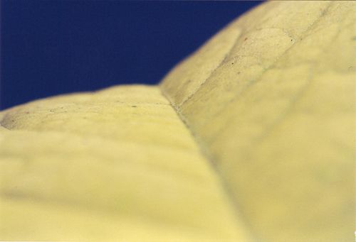 Blumen - Bl&uuml;ten - Pflanzen - Insekten - Natur