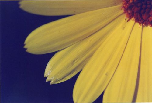 Blumen - Bl&uuml;ten - Pflanzen - Insekten - Natur