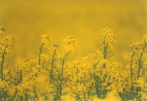 Blumen - Blüten - Pflanzen - Insekten - Natur