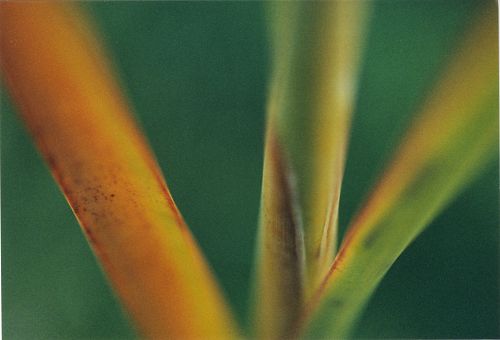 Blumen - Blüten - Pflanzen - Insekten - Natur