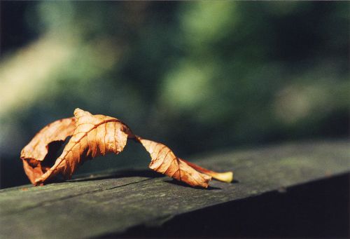Blüten - Pflanzen - Insekten - Natur