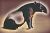 Schabrackentapir - Tapirus Indicus | Die Website einschließlich ihres Inhaltes ist urheberrechtlich geschützt - Informationen zum Copyright
