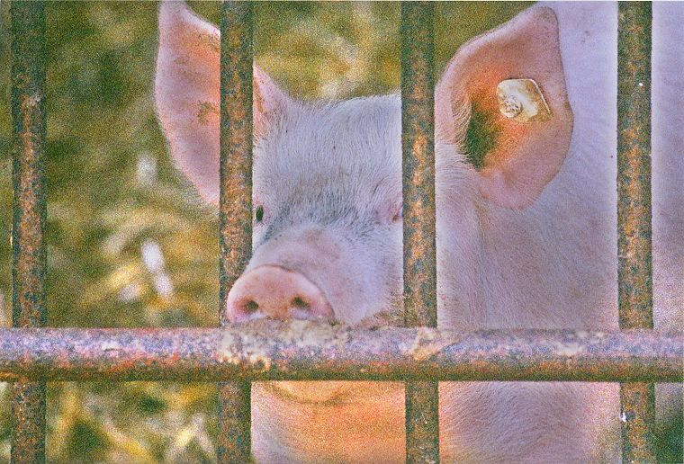 Ferkel - Schweine