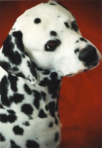 Dalmatiner