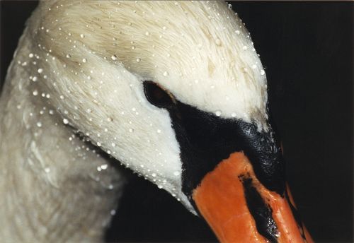 Schwan