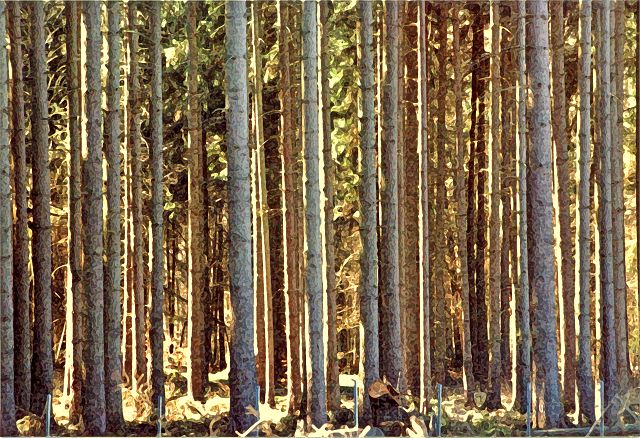 Wald zwischen G&uuml;strow und B&uuml;tzow