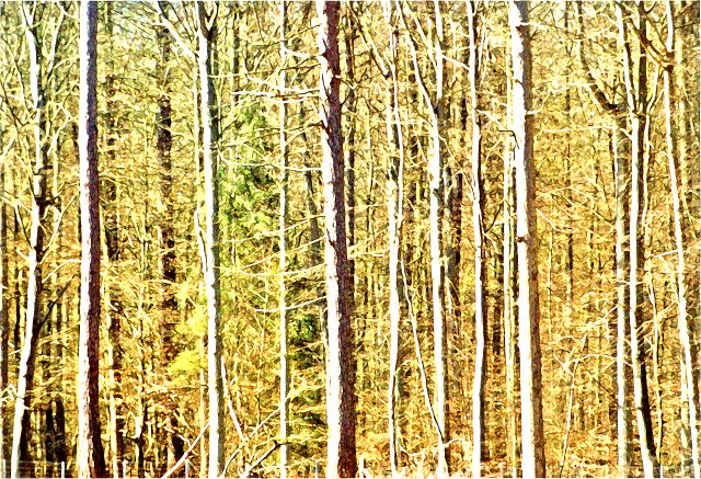 Fichtenwald - Wald zwischen G&uuml;strow und B&uuml;tzow