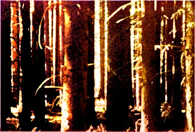 Fichtenwald - Wald zwischen G&uuml;strow und B&uuml;tzow