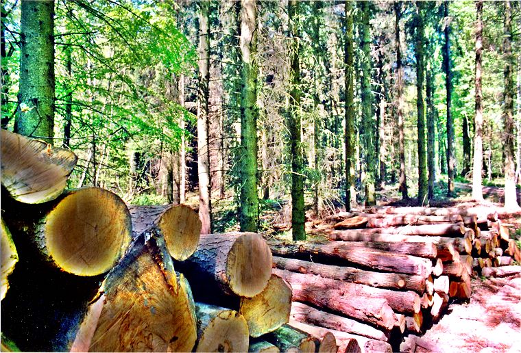 Wald zwischen Wismar und Bützow