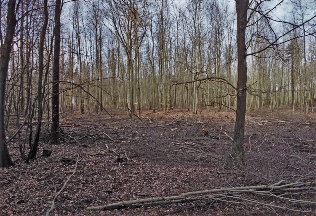 Wald zwischen Wismar und Bützow