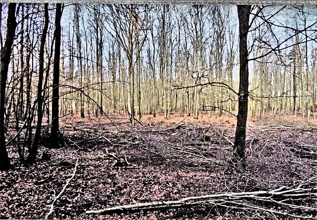 Wald zwischen Wismar und Bützow