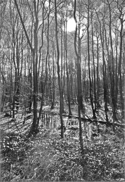 Wald zwischen Wismar und Bützow
